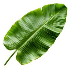 BANANA LEAF