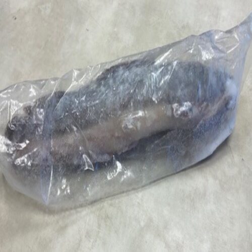 CATFISH